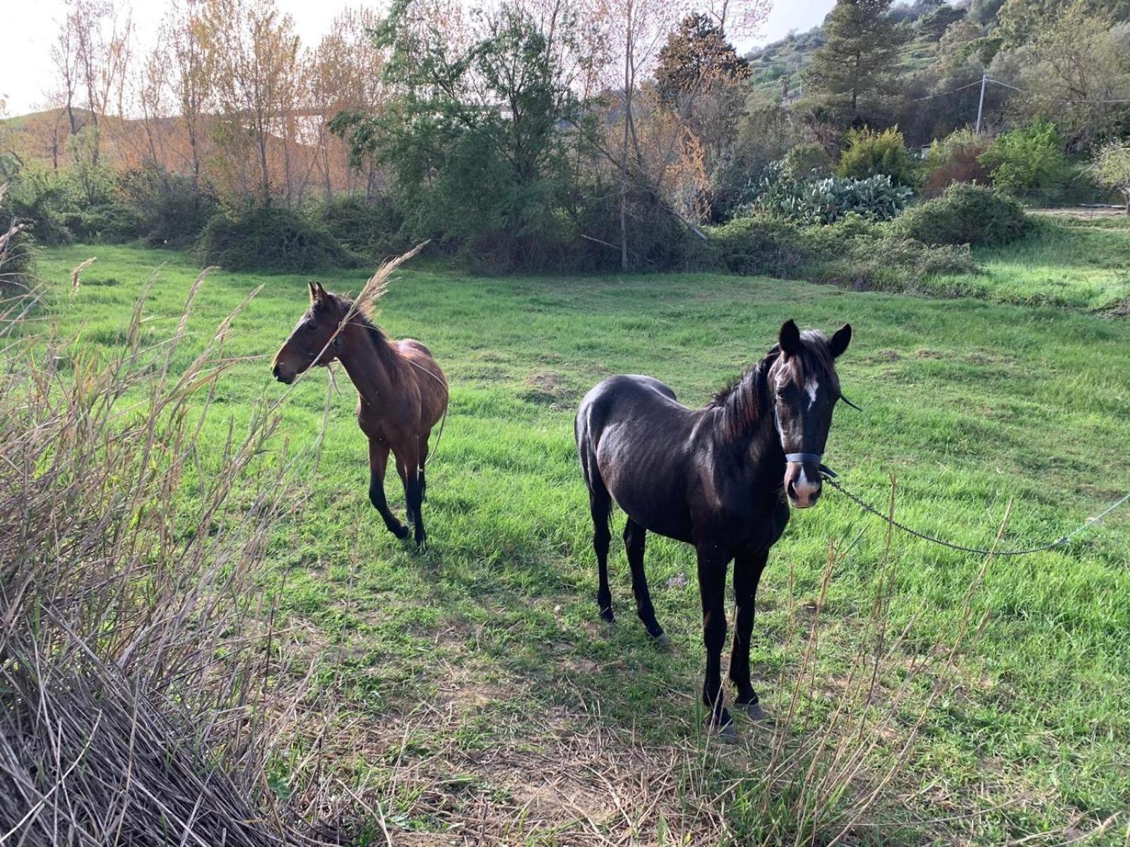 Agriresort Villa Bentivoglio Piazza Armerina Bagian luar foto